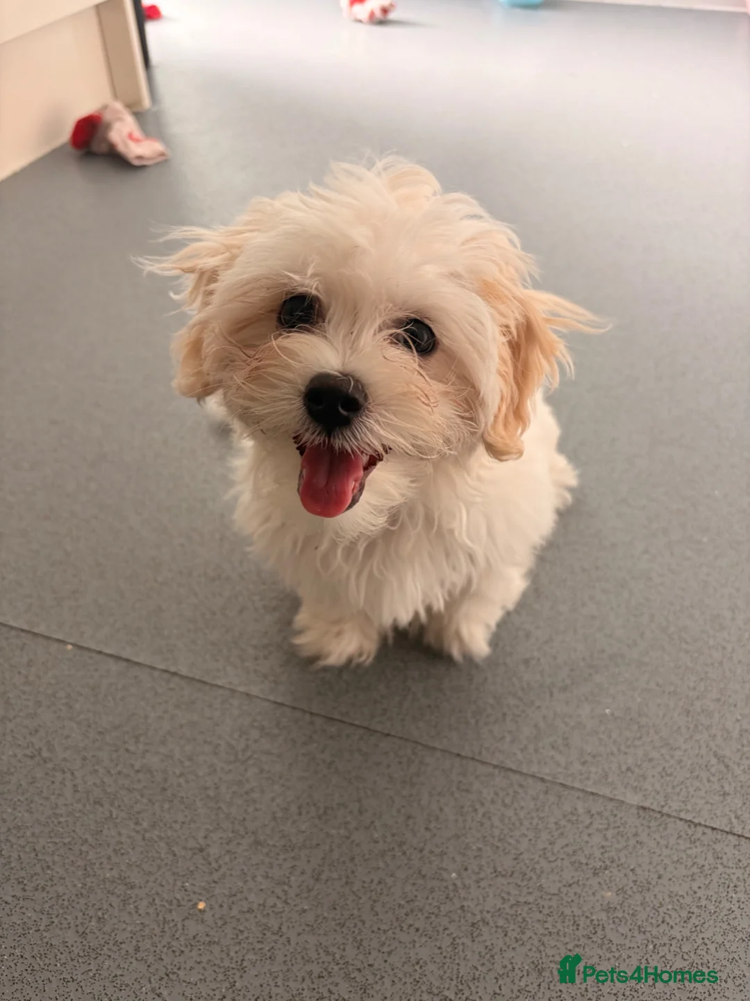 Bichon Frise dogs for sale: Cute white bichon frise puppy looking for new home - Advert 1