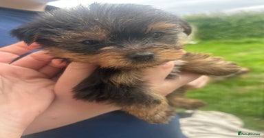 Yorkshire Terrier dogs - Advert 6