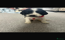 Sprocker dogs for sale: Sprocker puppies  - Image 4