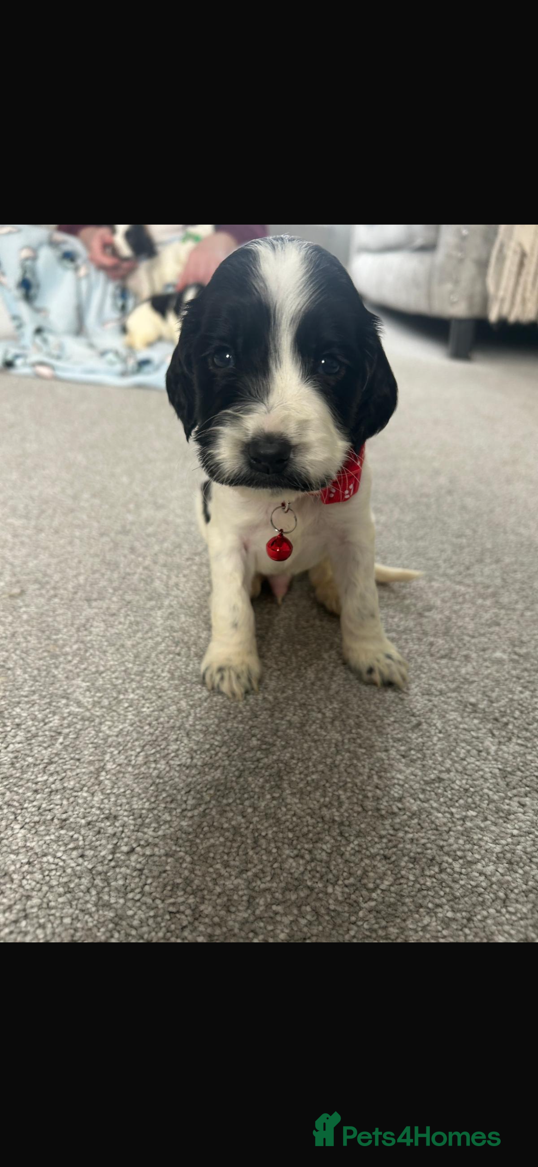 Sprocker dogs for sale: Sprocker puppies  - Image 4