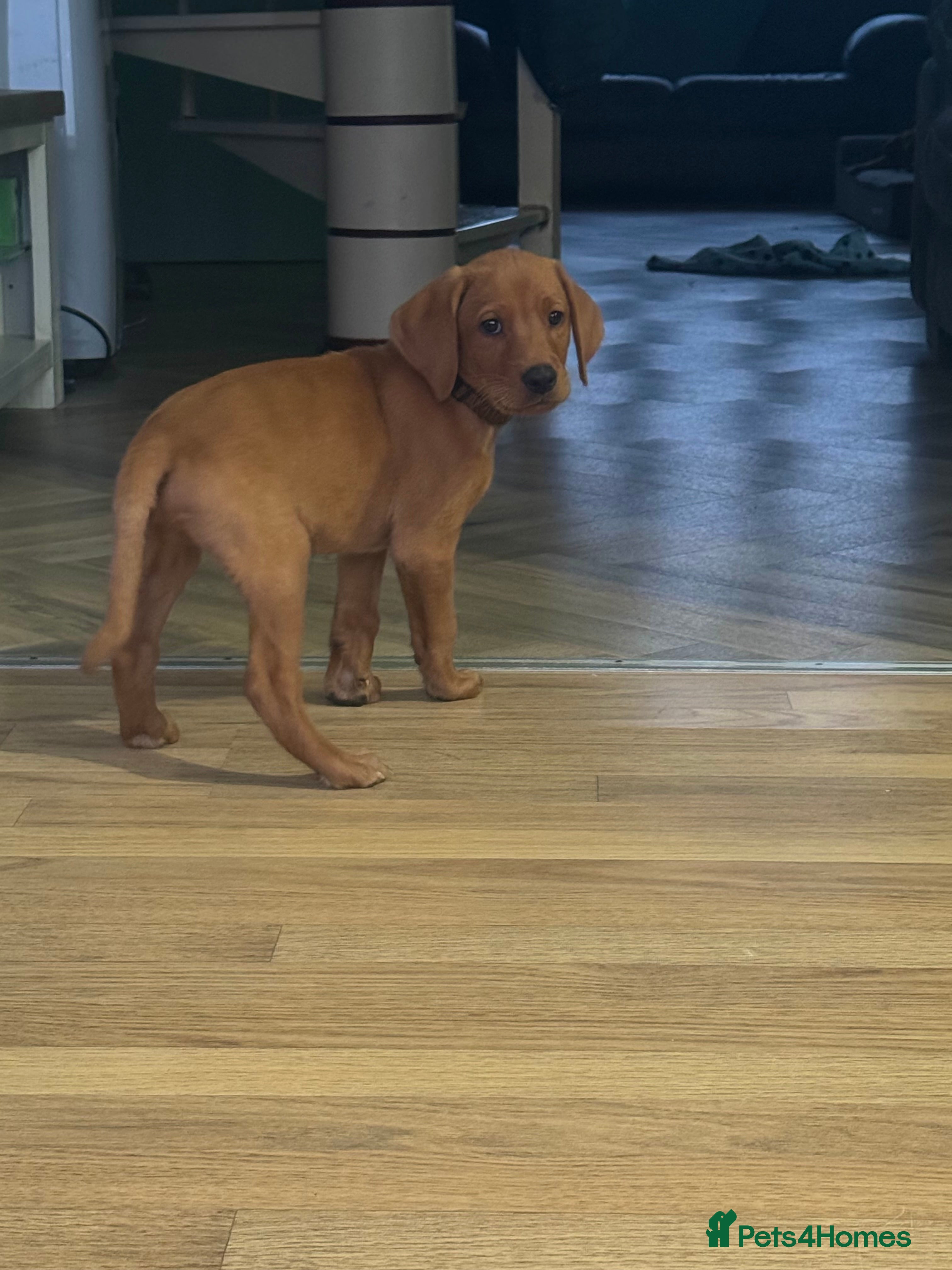 Labrador Retriever dogs KC, fully health tested fox red Labrador pups  - Advert 2