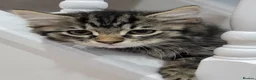 Mixed Breed cats for sale: Litter of 5 Kittens, 11 Weeks Old - Advert 8