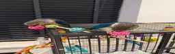 Conures birds for sale: Two Gorgeous, Tame Baby Green Cheek Conures ❤️ in Stockport - Advert 12