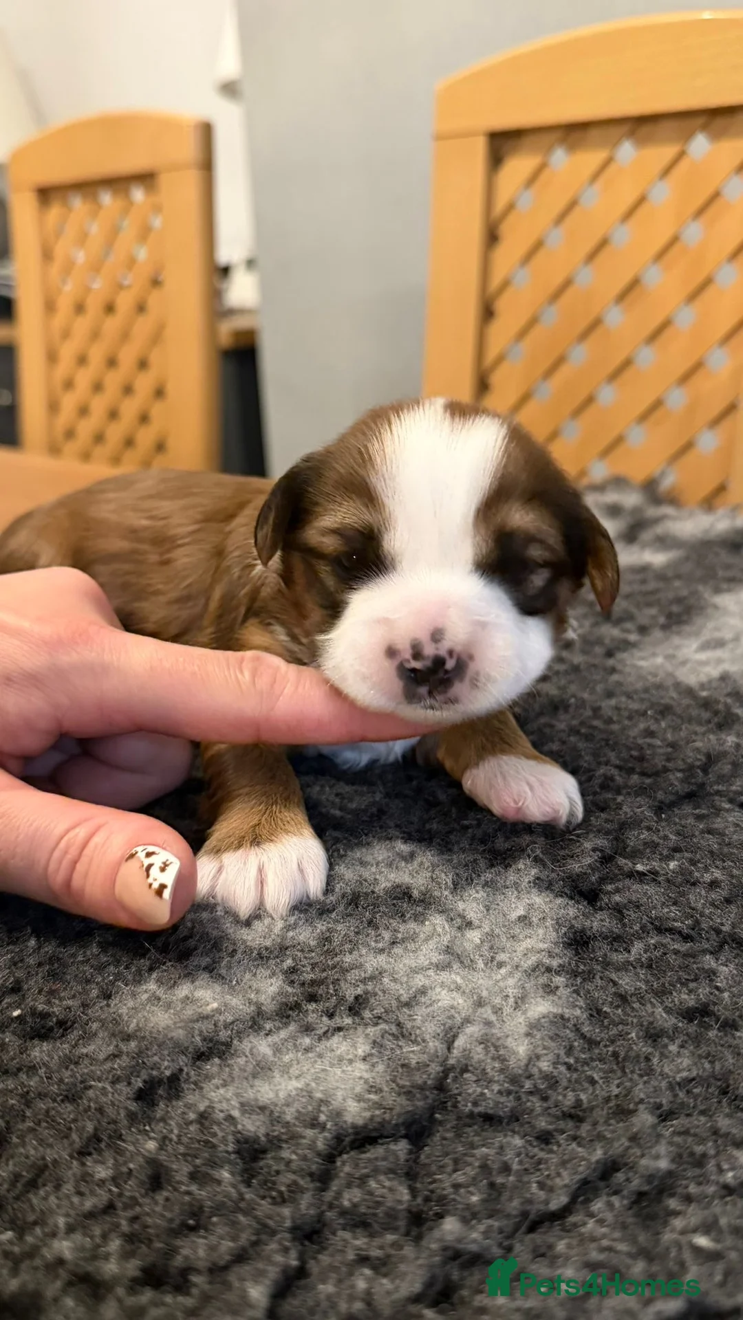 Tibetan Terrier dogs for sale: Kennel club registered Tibetan terrier puppies  - Advert 25