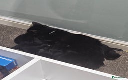 Mixed Breed cats for sale: 5 kittens for sale  - Image 8
