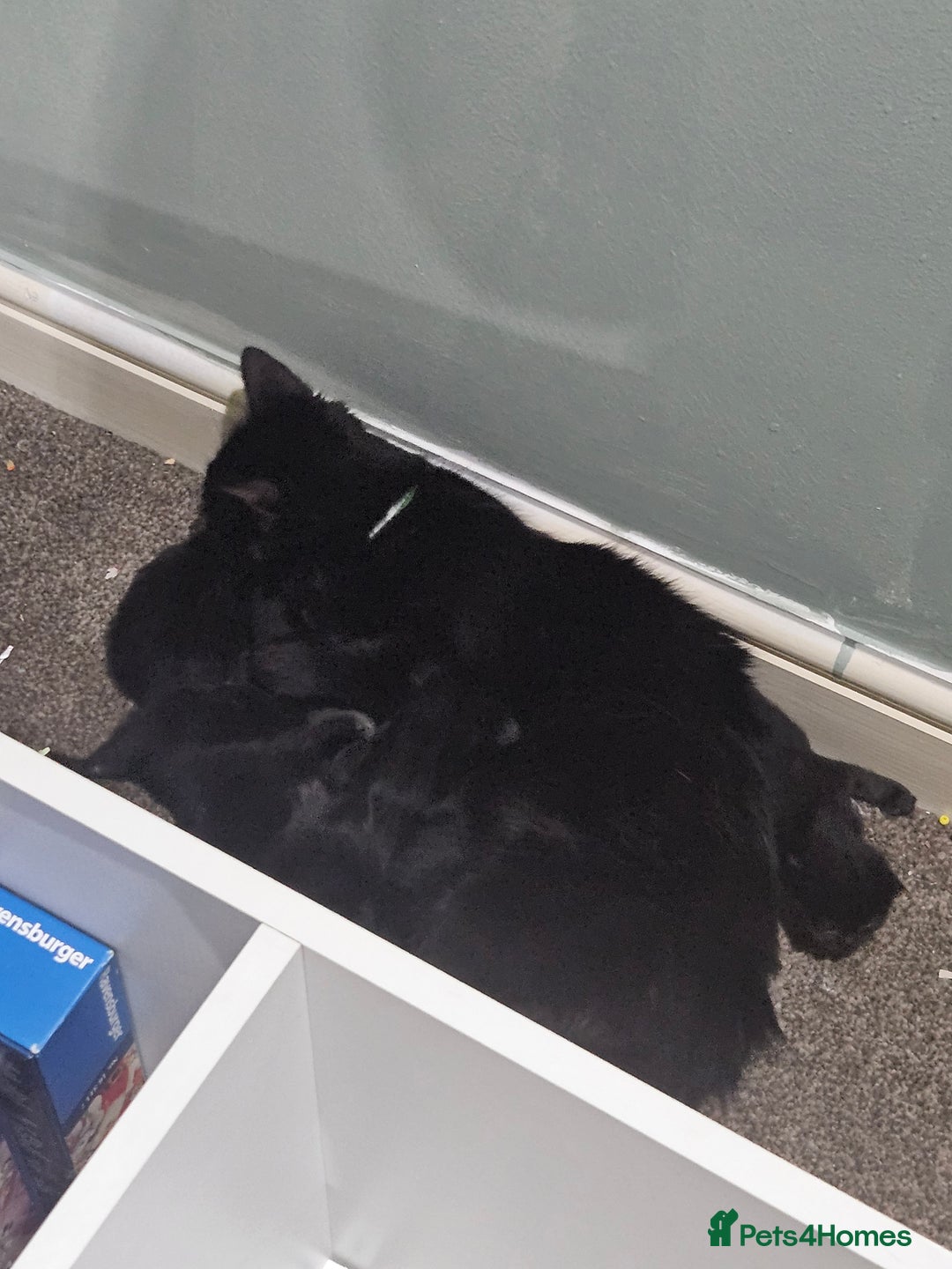 Mixed Breed cats for sale: 5 kittens for sale  - Image 8