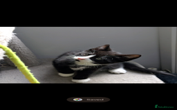 Mixed Breed cats for sale: Healthy kittens - READY NOW ( 8 weeks old )  - Image 4
