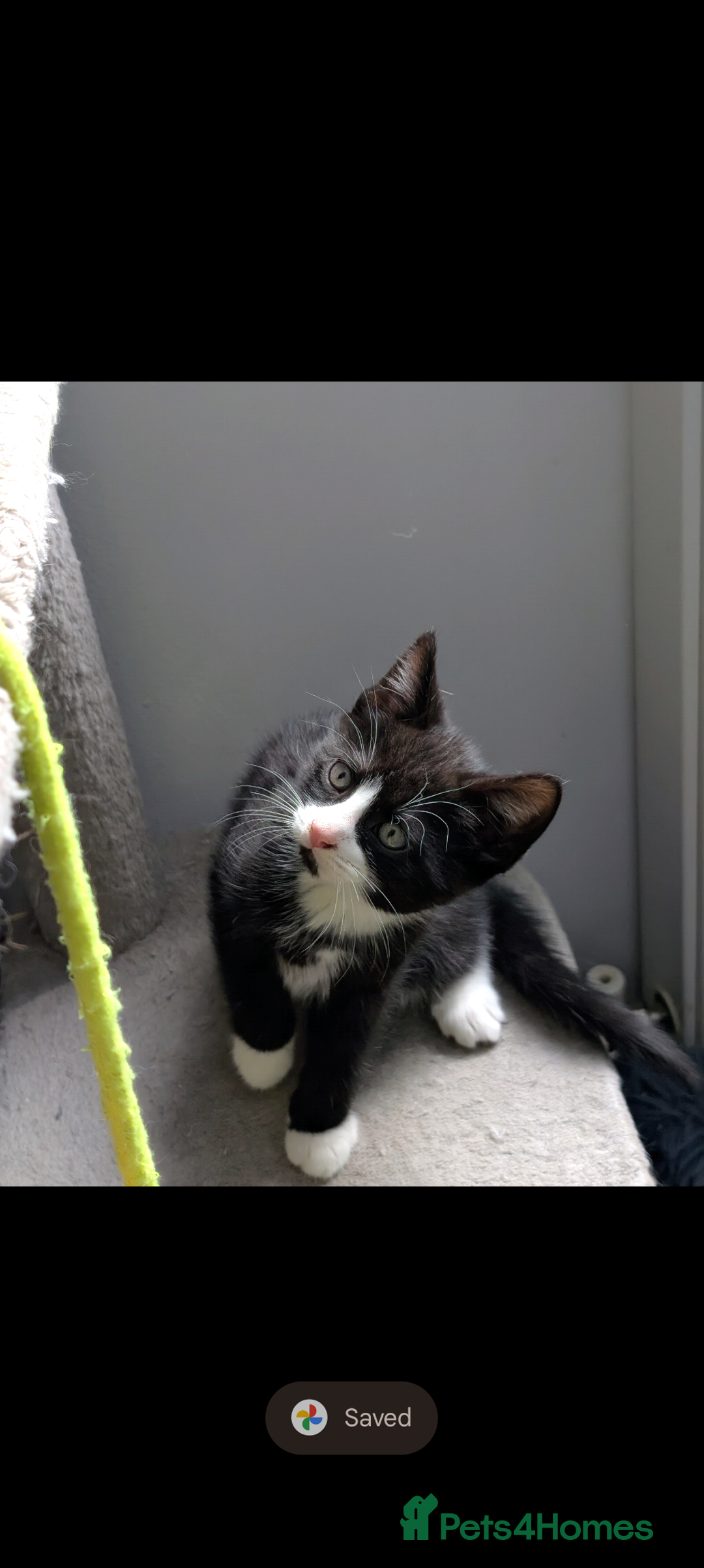 Mixed Breed cats for sale: Healthy kittens - READY NOW ( 8 weeks old )  - Image 4