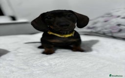 Dachshund dogs for sale: ✨Beautiful Miniature Dachshund ✨ - Image 4