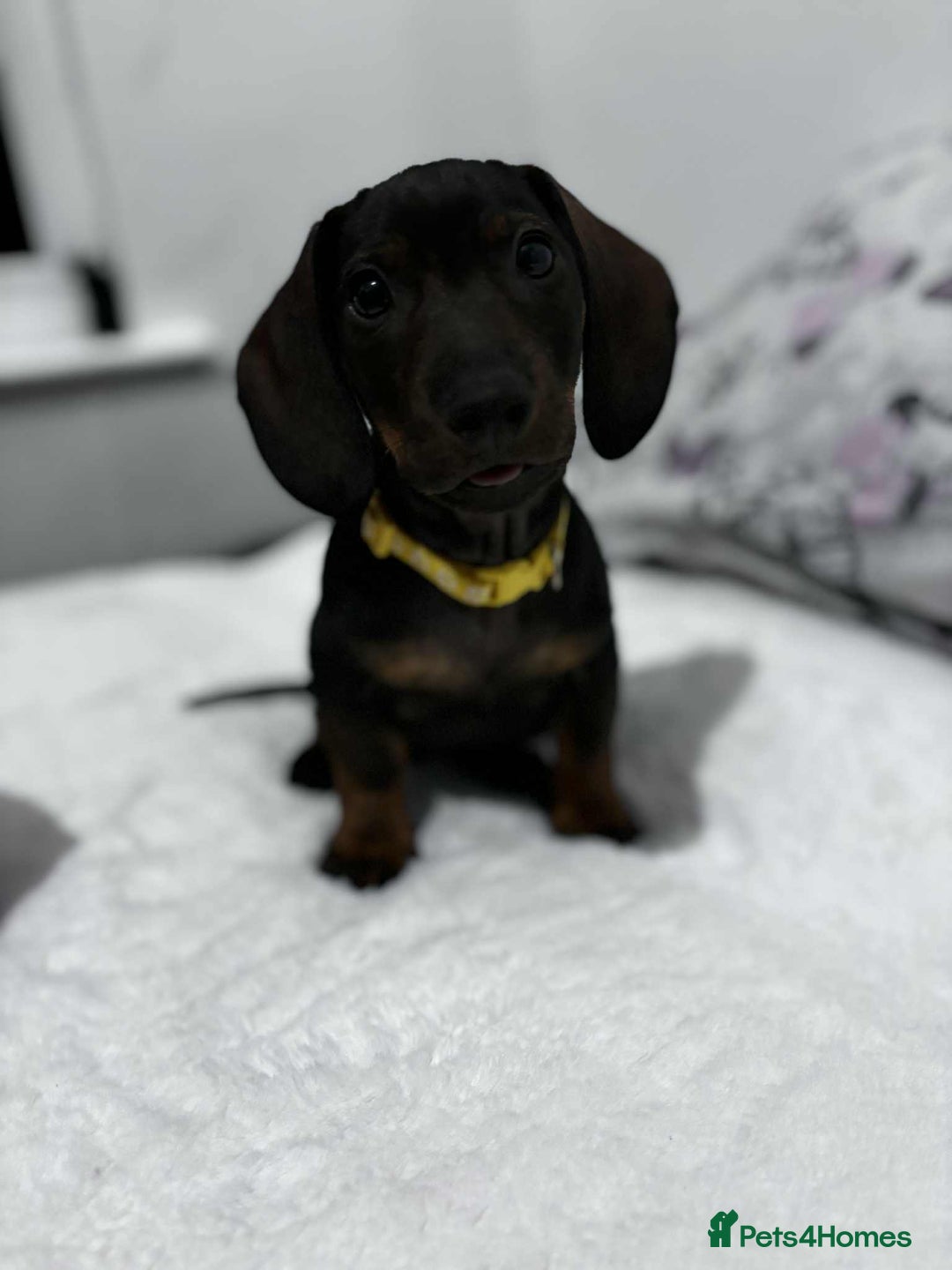 Dachshund dogs for sale: ✨Beautiful Miniature Dachshund ✨ - Image 4