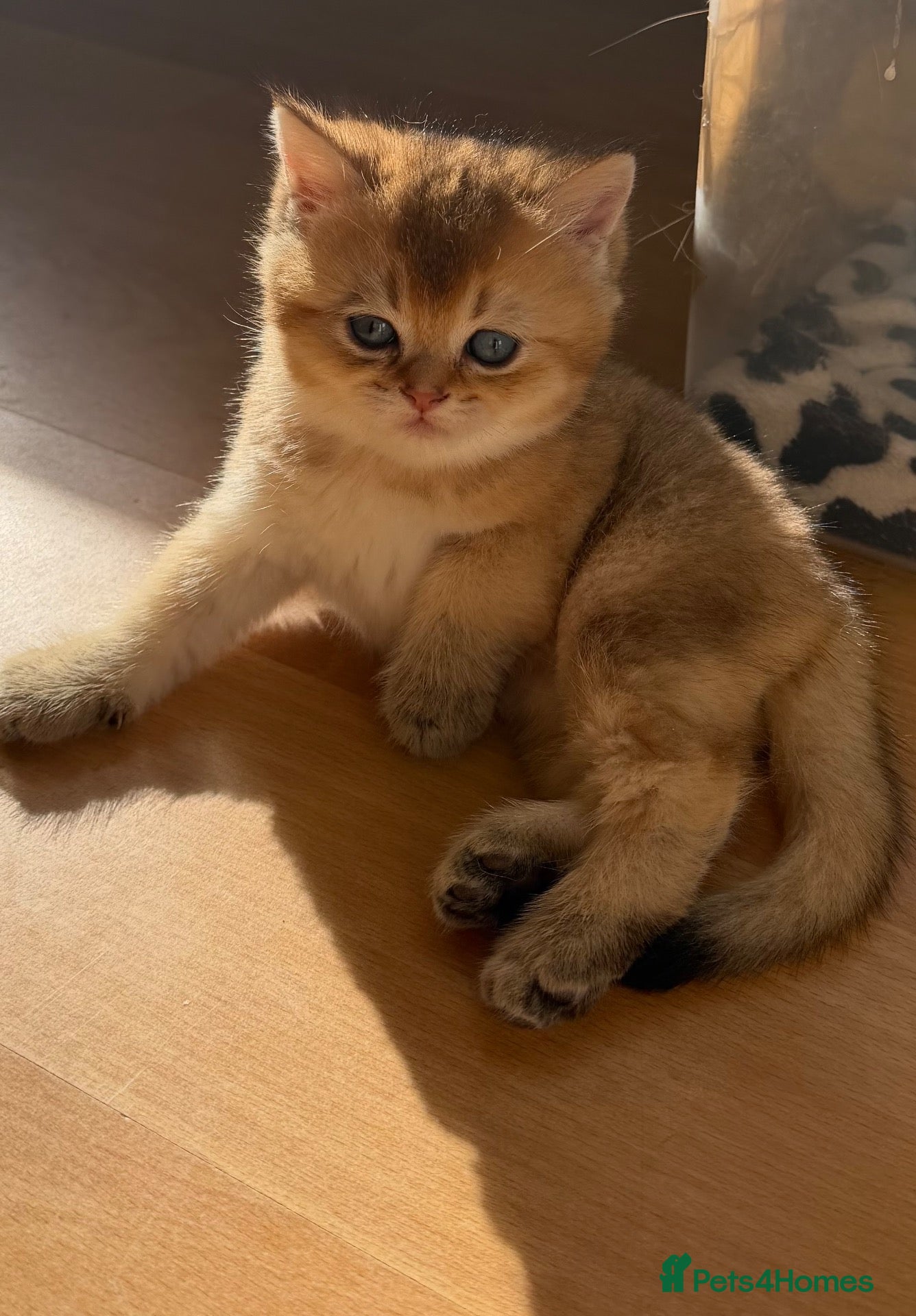 British Shorthair cats BRITISH SHORT HAIR NY12,GOLDEN , WHITE COLORPOINT - Advert 8