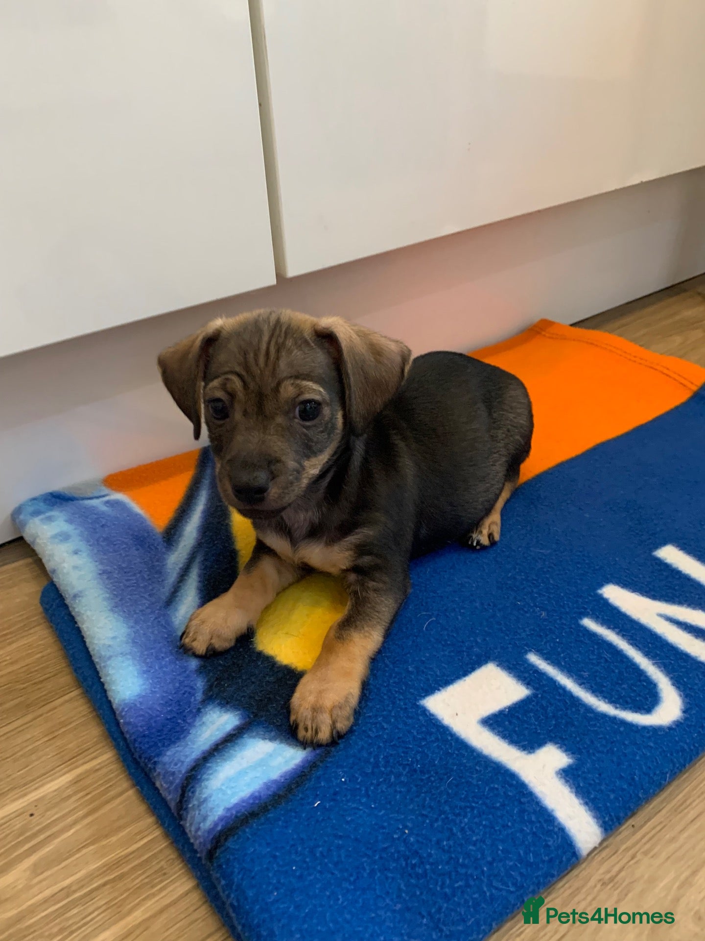 Mixed Breed dogs Dashund and Yorkshire terrier puppies - Advert 1