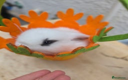 Mini Lop rabbits for sale: Full Mini Lop - Image 6