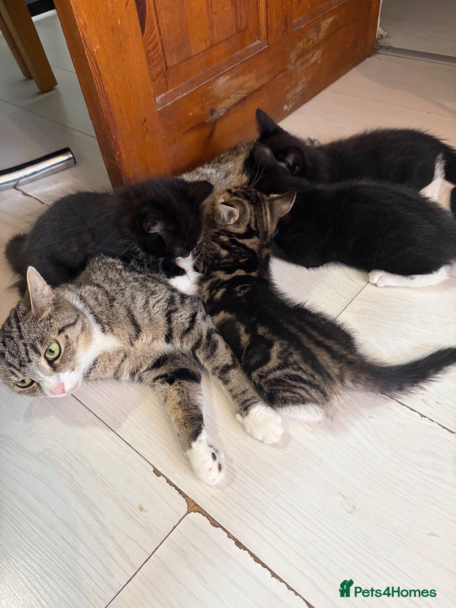 Mixed Breed cats 10 weeks old Mixed Breed Kittens - Advert 2