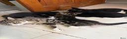 Mixed Breed cats for sale: 10 weeks old Mixed Breed Kittens - Advert 1