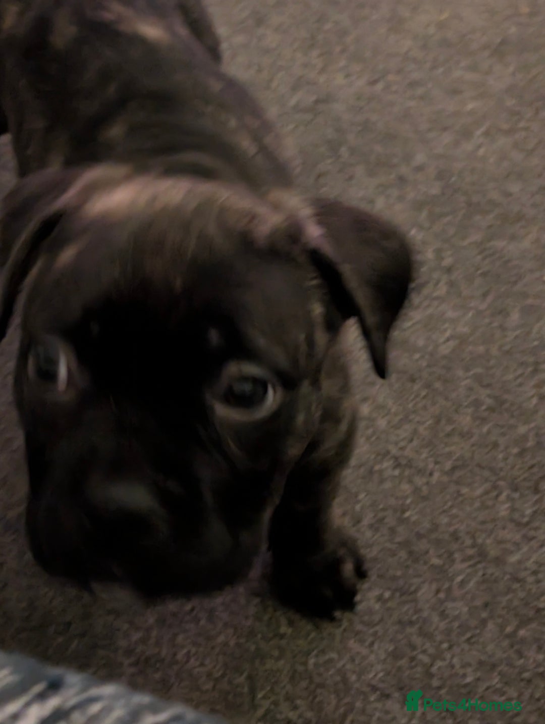 Mixed Breed dogs for sale: American pocket Corso puppies  - Advert 13