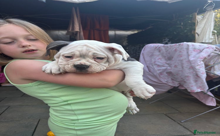 Olde English Bulldogge dogs - Advert 1