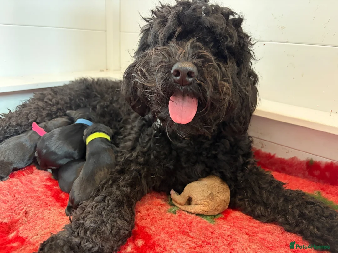 Australian Labradoodle dogs for sale: Multigenerational Australian labradoodles  - Advert 1