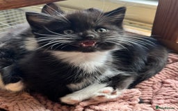 Mixed Breed cats for sale: Gorgeous litter of kittens British Blue X - Image 10