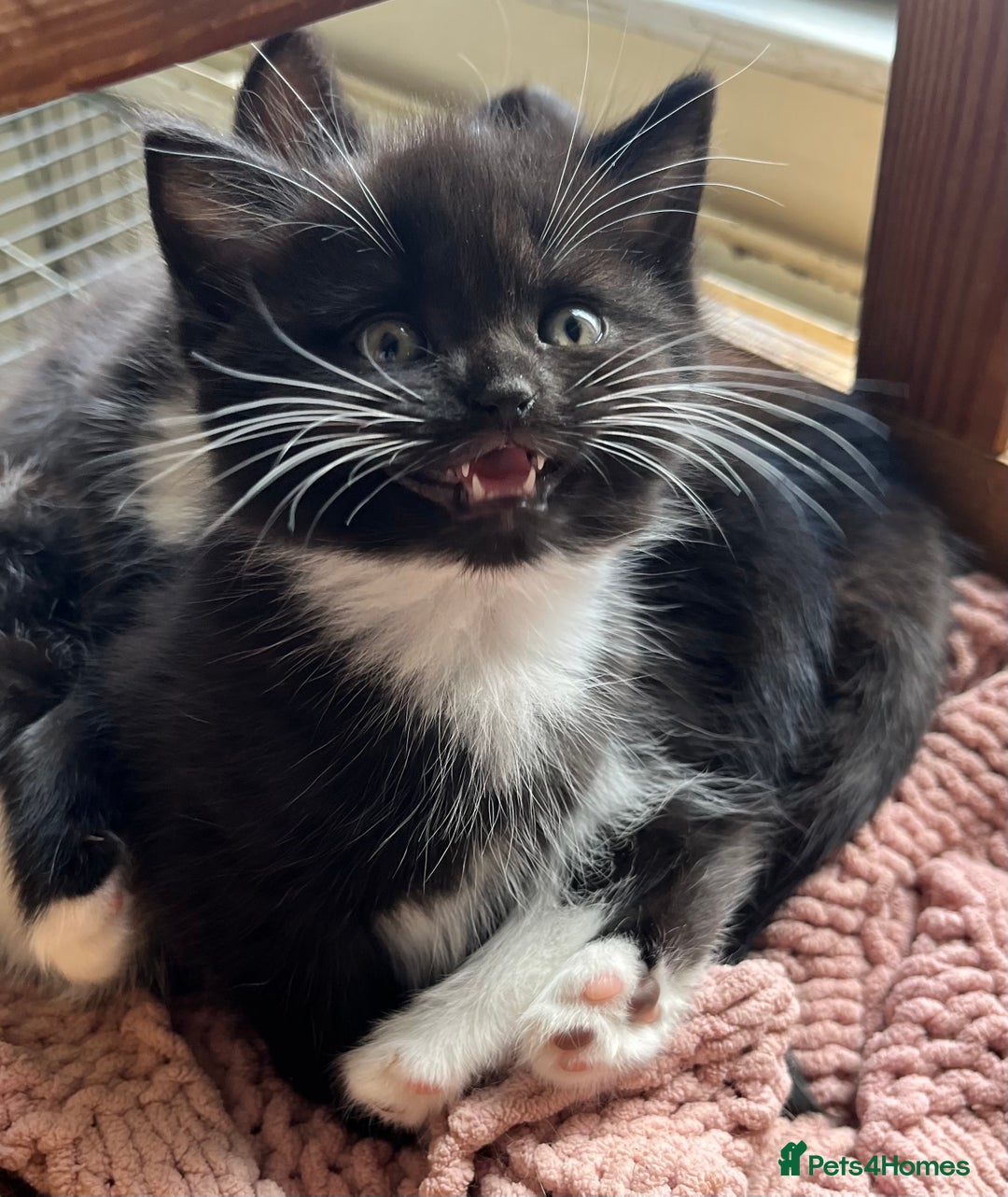 Mixed Breed cats for sale: Gorgeous litter of kittens British Blue X - Image 10