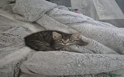 Mixed Breed cats for sale: Beautiful kittens ready - Image 3