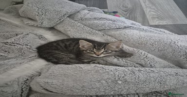 Mixed Breed cats - Advert 3