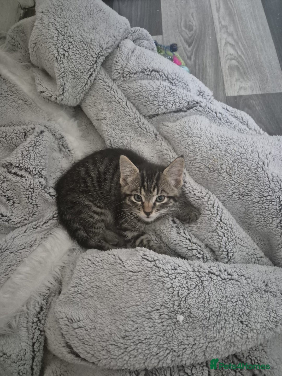 Mixed Breed cats for sale: Beautiful kittens ready - Image 3