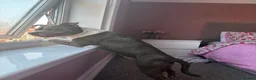 Staffordshire Bull Terrier dogs for sale: Female for rehoming  in Lincoln - Advert 6
