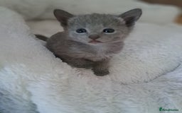 Russian Blue cats for sale: TICA Russian Blue Kittens Pedigree in Derby - Image 4