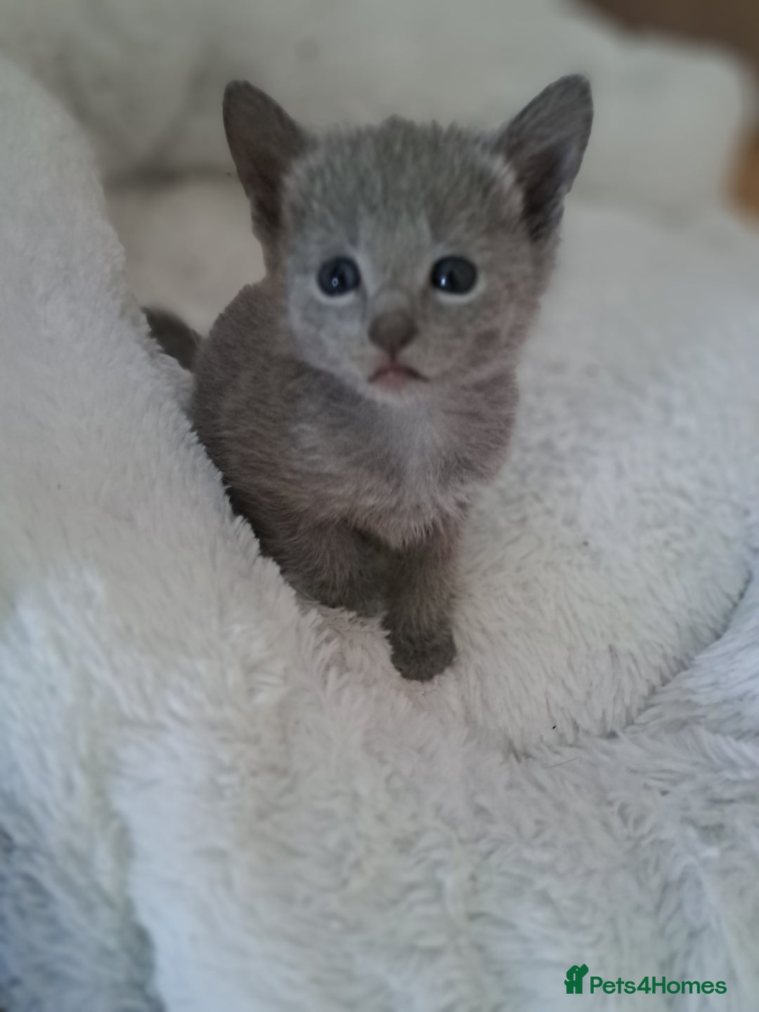 Russian Blue cats for sale: TICA Russian Blue Kittens Pedigree in Derby - Image 4