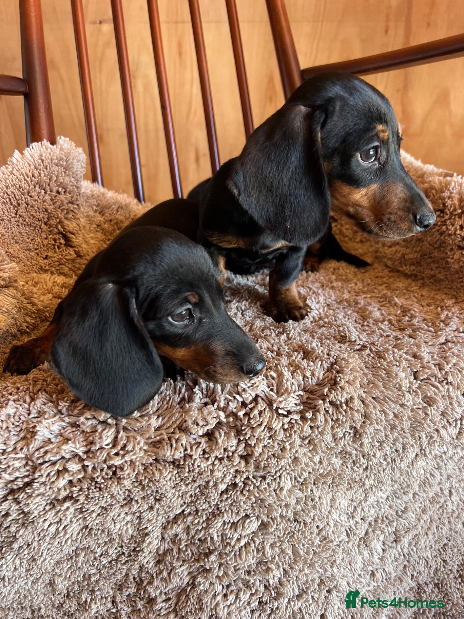 Dachshund dogs MINIATURE DACHSHUND PUPPIES  - Advert 1