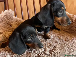 Dachshund dogs MINIATURE DACHSHUND PUPPIES - Advert 1