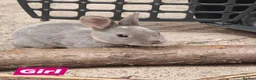 Rex rabbits for sale: Mini Rex Rabbits  - Advert 7