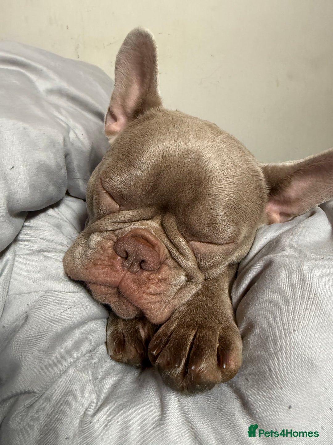 French Bulldog dogs for sale: Female new shade Isabella Frenchbull dog 1 1/2 yrs - Image 4