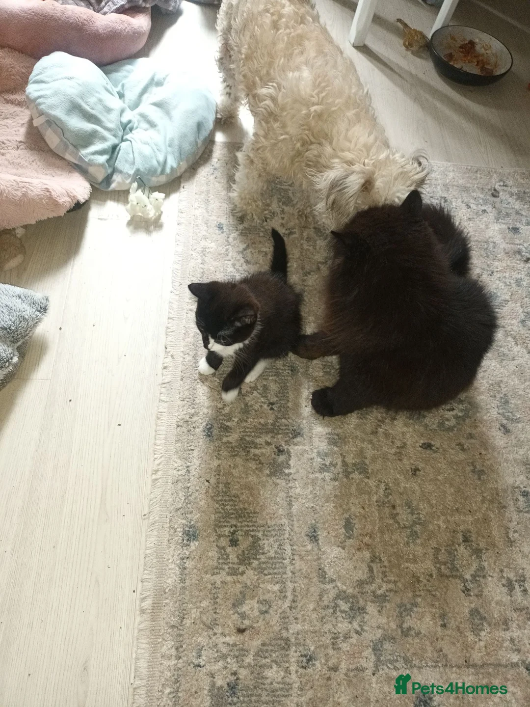 Mixed Breed cats for sale: Mum is siamese cross Bengal  - Advert 2