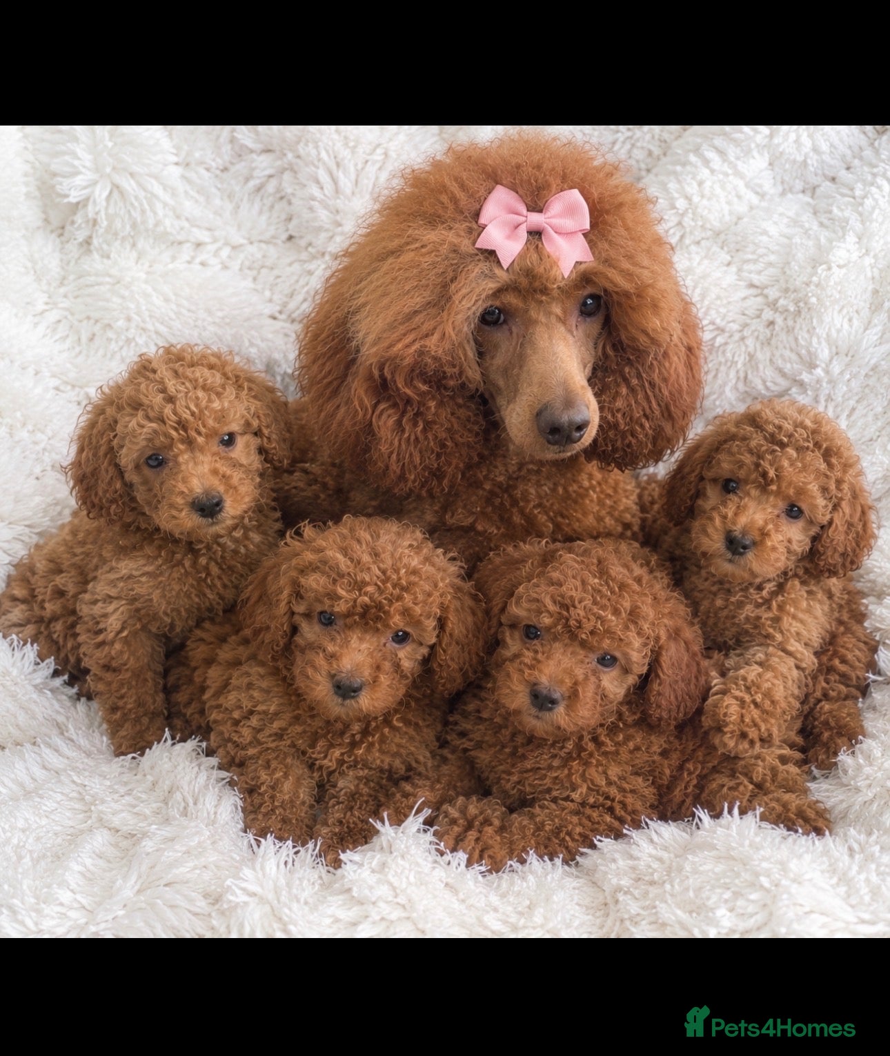 Miniature Poodle dogs Beautiful Miniature poodle puppies  - Advert 5