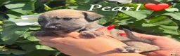 Lurcher dogs for sale: Beautiful Bedlington Whippet Puppies 🐾 - Advert 14