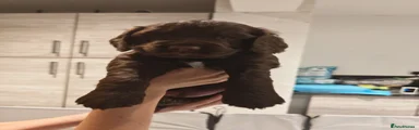 Cocker Spaniel 2