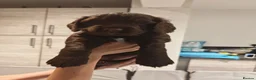 Cocker Spaniel dogs for sale: Chocolate Cocker spaniel pups in Castleford - Advert 7