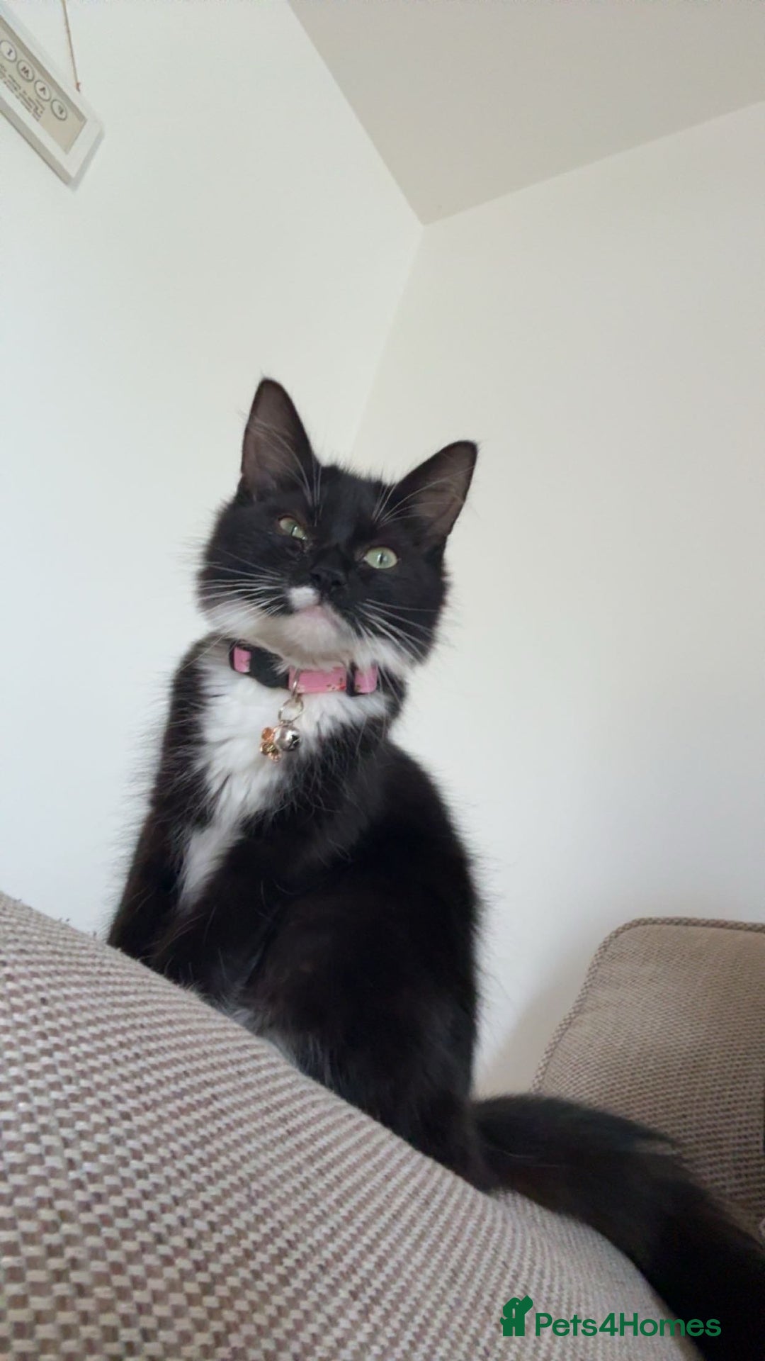 Mixed Breed cats for sale: black and white cat - Advert 3