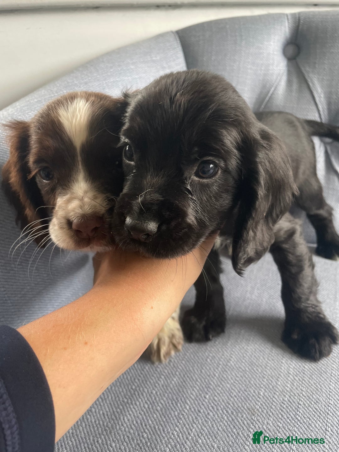 Cocker Spaniel dogs for sale: Cocker spaniels - Image 6