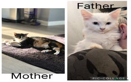 Mixed Breed cats for sale: 3 kitten for sale - Image 7