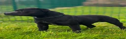 Staffordshire Bull Terrier dogs for sale: KC Health Tested Staffordshire Bull Terriers - Advert 20