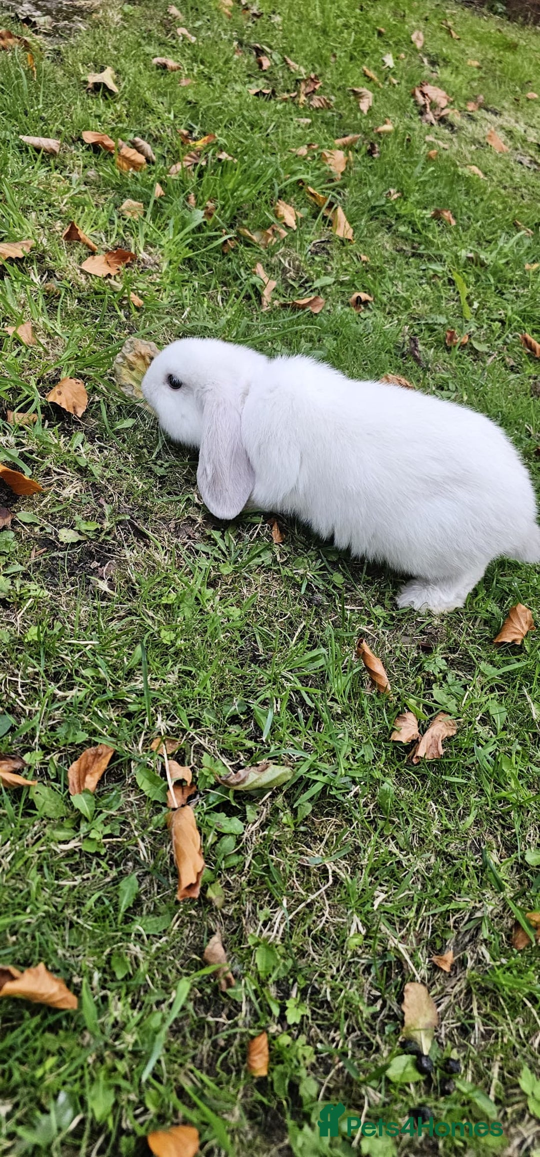 Mini Lion Lop rabbits for sale: Mini lop - Image 2