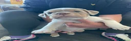 Old Tyme Bulldog dogs for sale: 6 left beautiful old tyme English bulldog puppies  - Advert 14