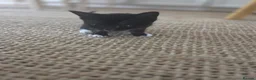 Domestic Shorthair cats for sale: Black and White Kitten - Advert 3