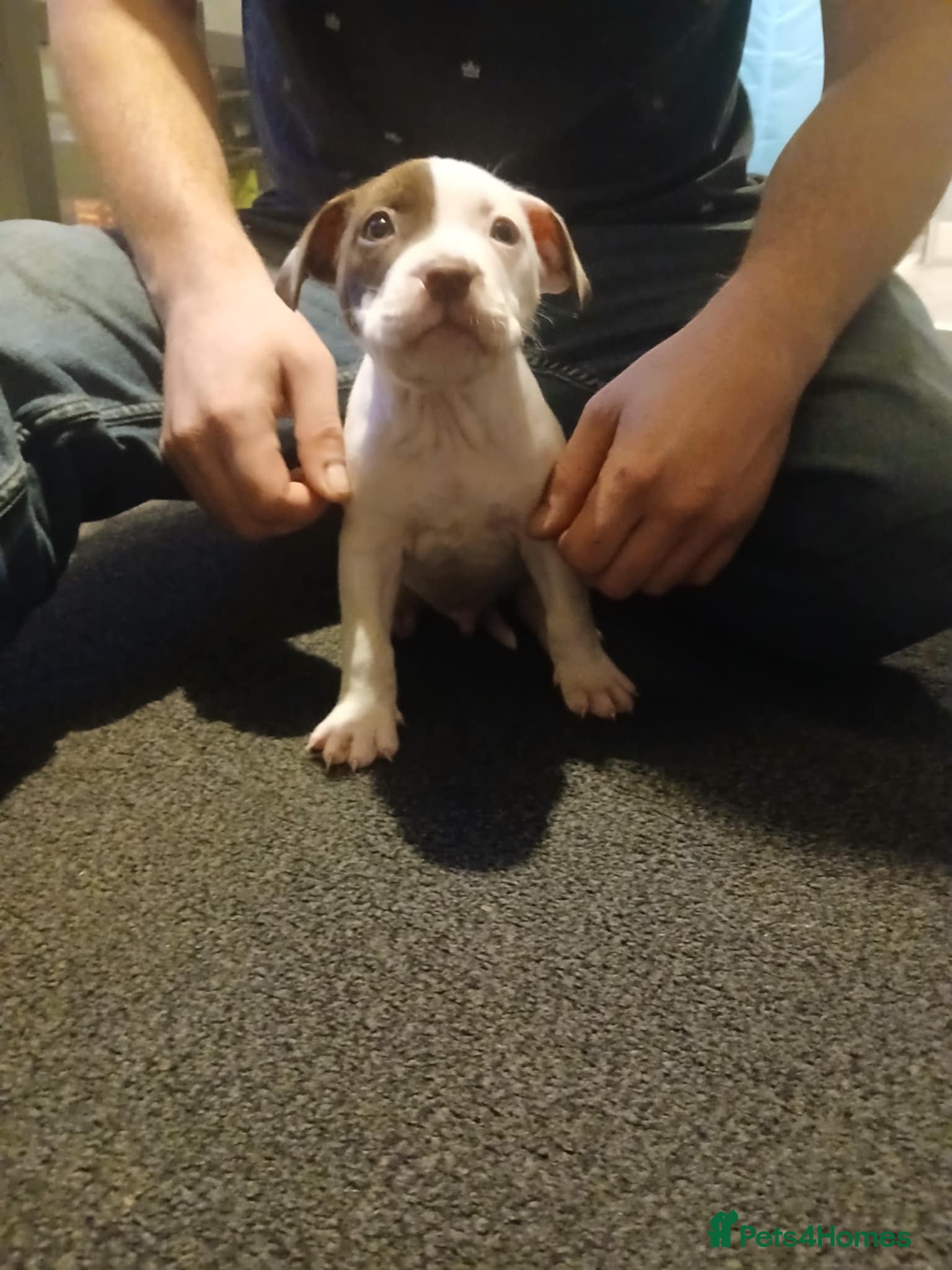 Mixed Breed dogs White n brown  - Advert 14