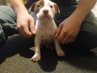 Mixed Breed dogs White n brown - Advert 4