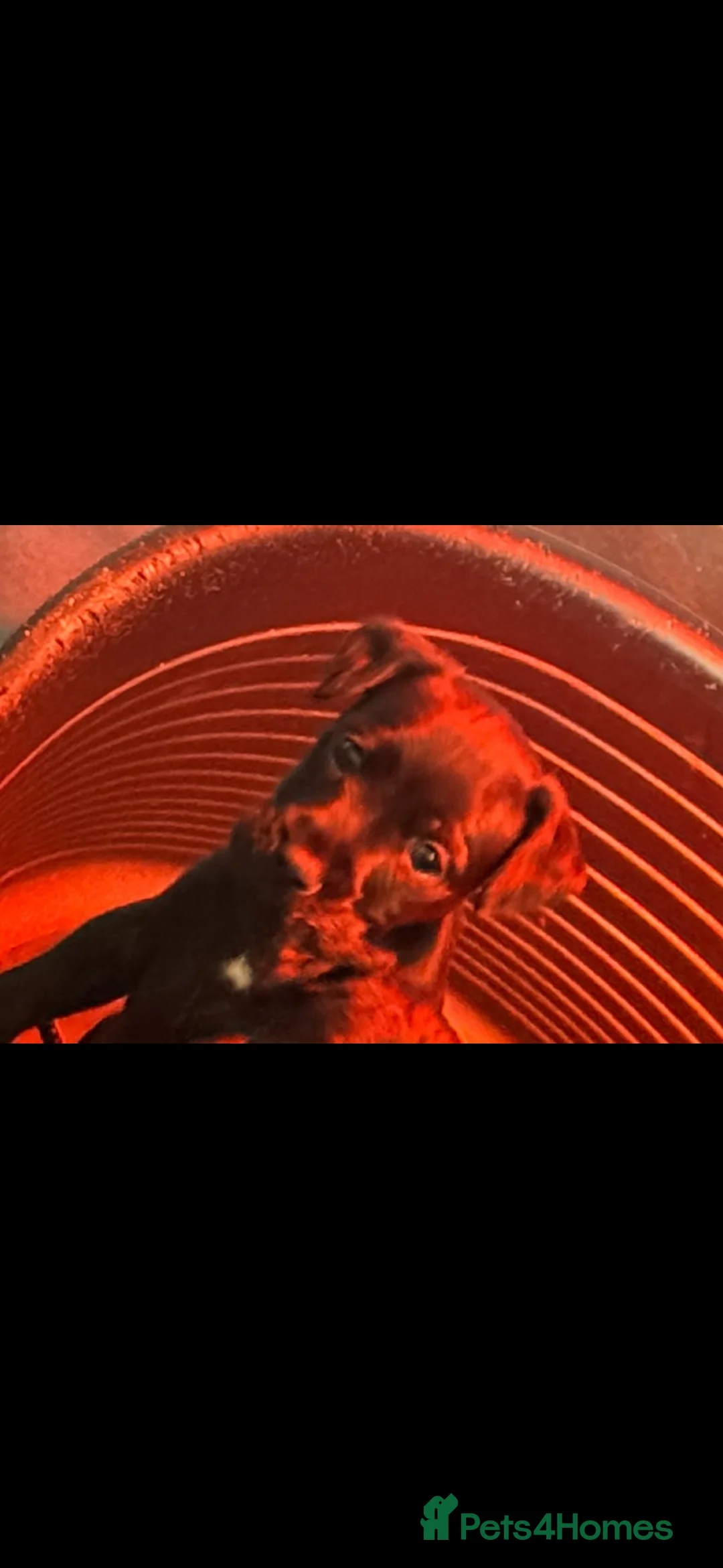 Patterdale Terrier dogs for sale: Patterdale bitch 3 months old  - Advert 3