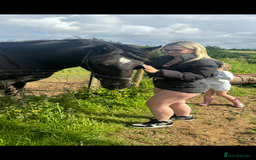 Welsh Section D horses for sale: Section D beautiful Black Mare Magic - Image 13
